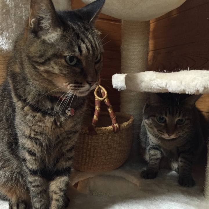 5b8d775c 6cda 4446 8f2e 670e9fbf51ed