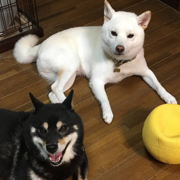 5b9ee8af 3466 4680 9ba4 6eb55316b60d