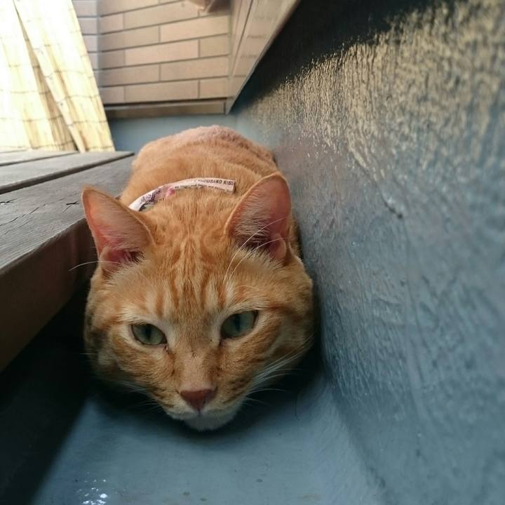 5ba2f8e9 de0a 4ad8 a182 1c9ba7b4e97c