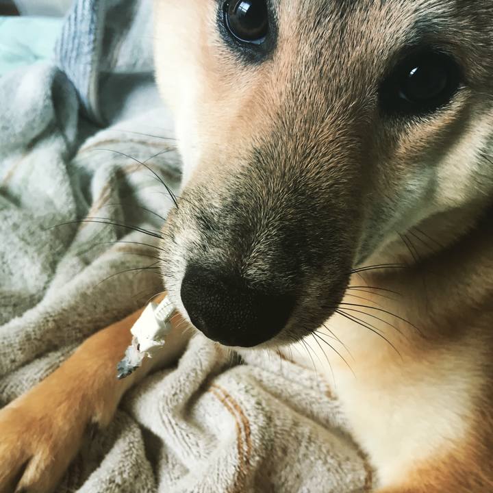 5ba8a031 e5f7 4f62 ba04 a001e65e0979