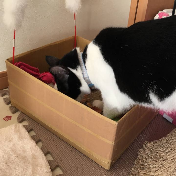 5bb6b2fb 7c69 48a4 a473 f052035df965