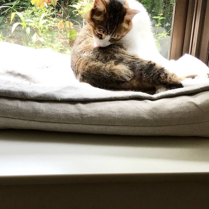 5bc1fdc1 e8be 4662 bc96 c830a53e14fa