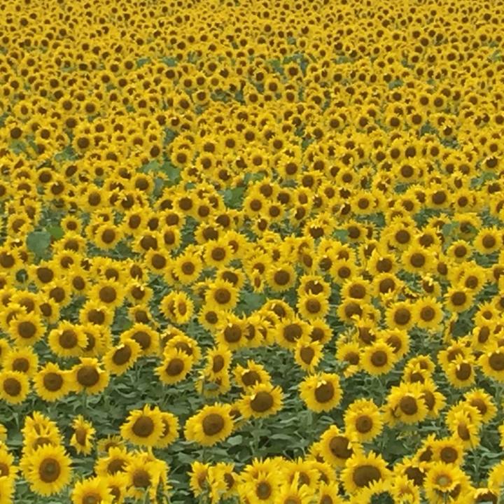 5bc9f160 2c77 43c3 8557 da995f751764