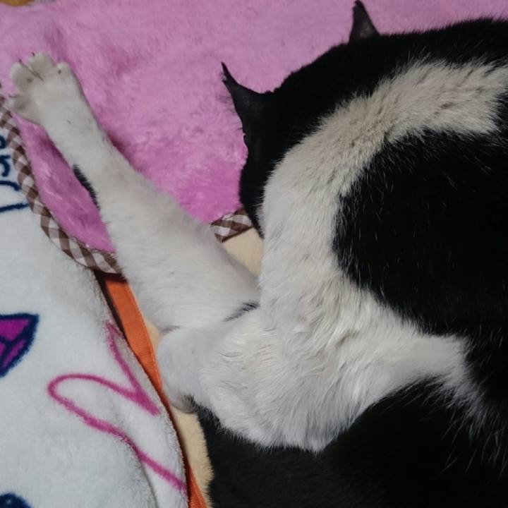 5bcfa4fa 8147 4a7a a676 e5de401830ff