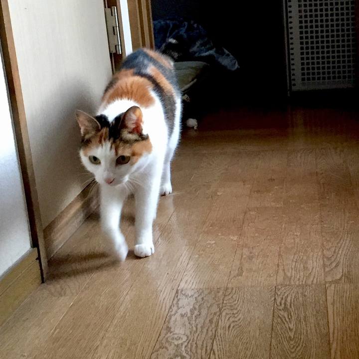 5bdc7dc1 bf63 4663 bff3 9b96cbc7b618