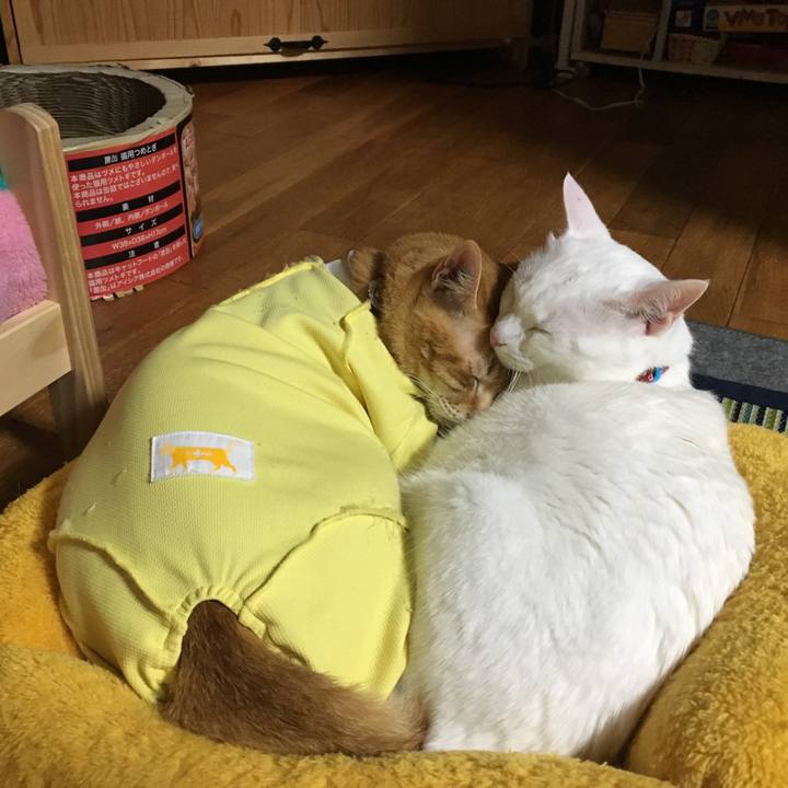 5beb8a4a c129 47a5 92fc 47d25198f97f