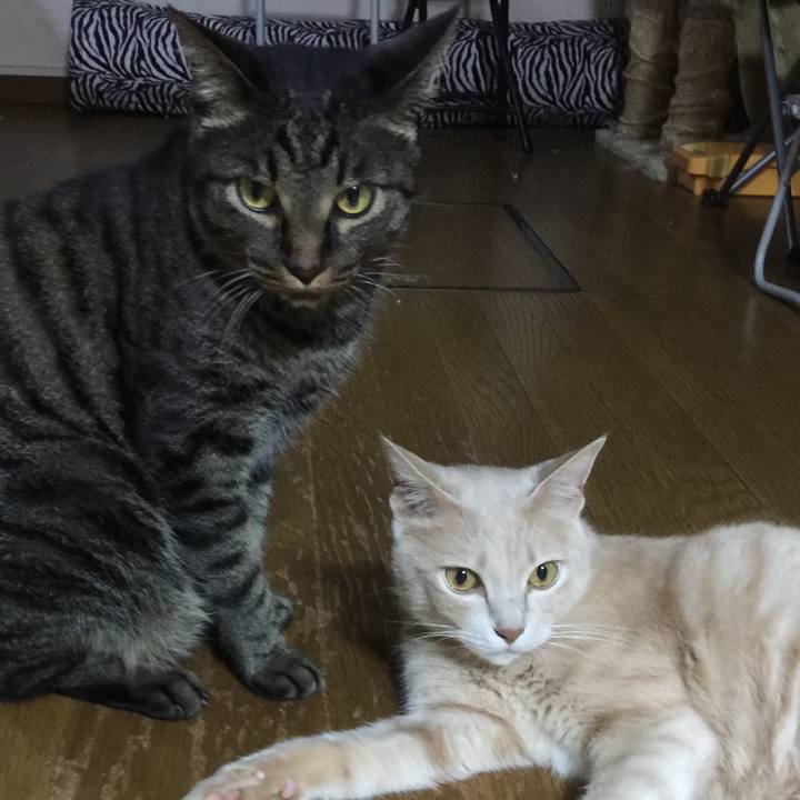 5bee688d 2ab9 4e52 a91f 81a489863451