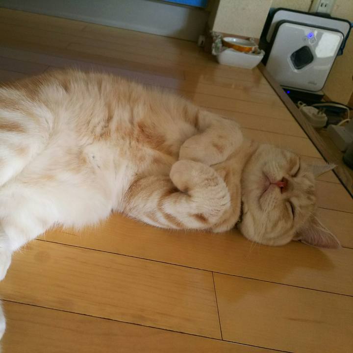 5bf4dcf4 1627 4384 a52a a249c3c6e195