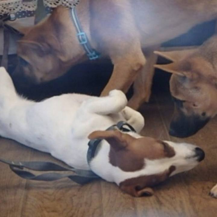 5bfe1419 f5ee 4b0e affb 6e6098d6e316