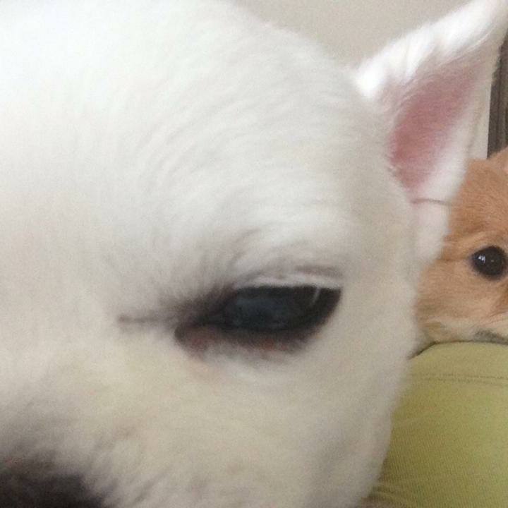 5bfe474a 7320 4095 a1d3 8c8ade4083b8