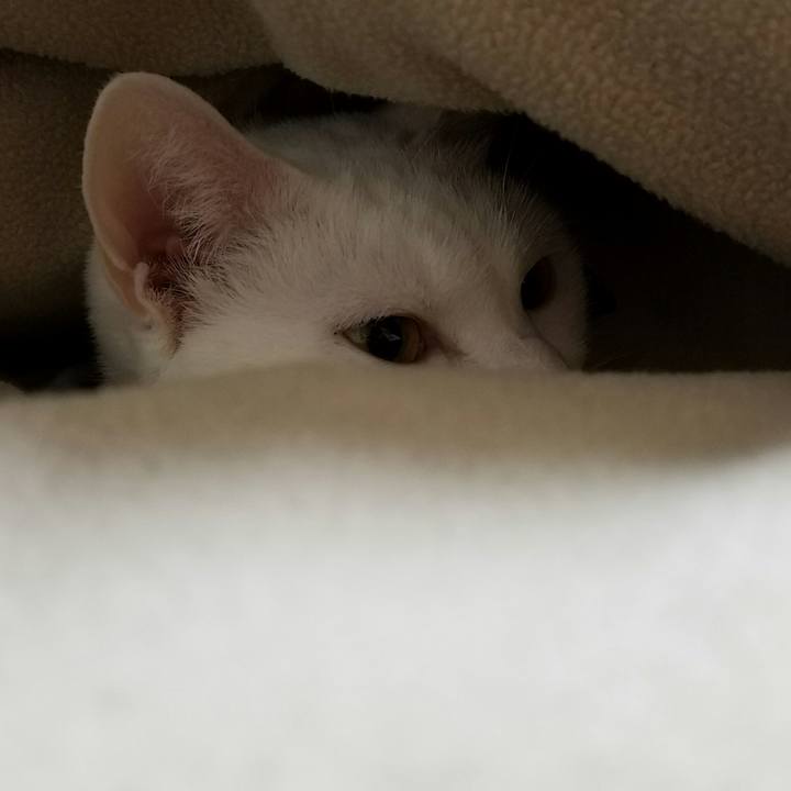 5c005fbf 47cb 44d1 bc51 468b0bb446be