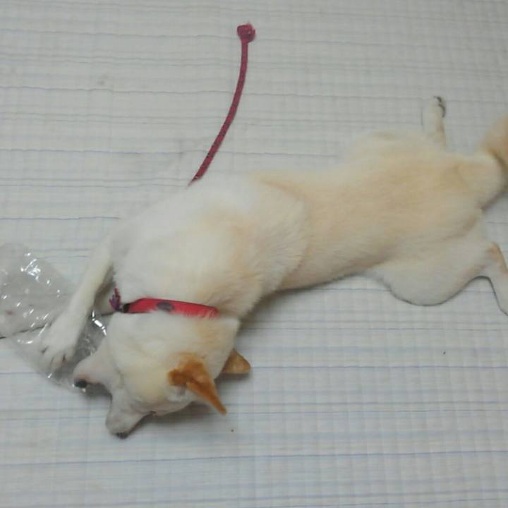 5c0104fc cbd7 4ca5 93e5 c5a70d7c9d93