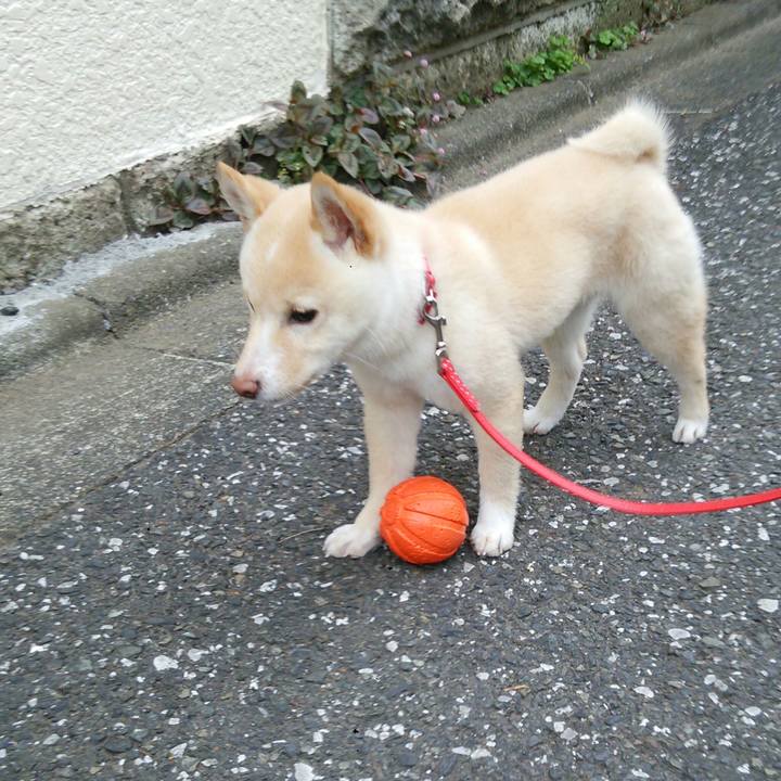 5c12152e c6a9 42a1 8244 81415278cdb6