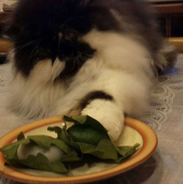 5c1406d1 a446 4b3f abad 076762493ee8