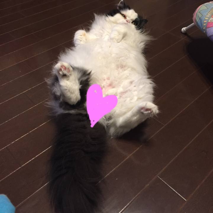 5c32aeca a08c 4c29 81be 51aa03a903ac