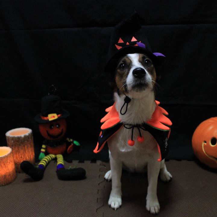 5c426245 45b3 4c4c aa6d 531f113bba55