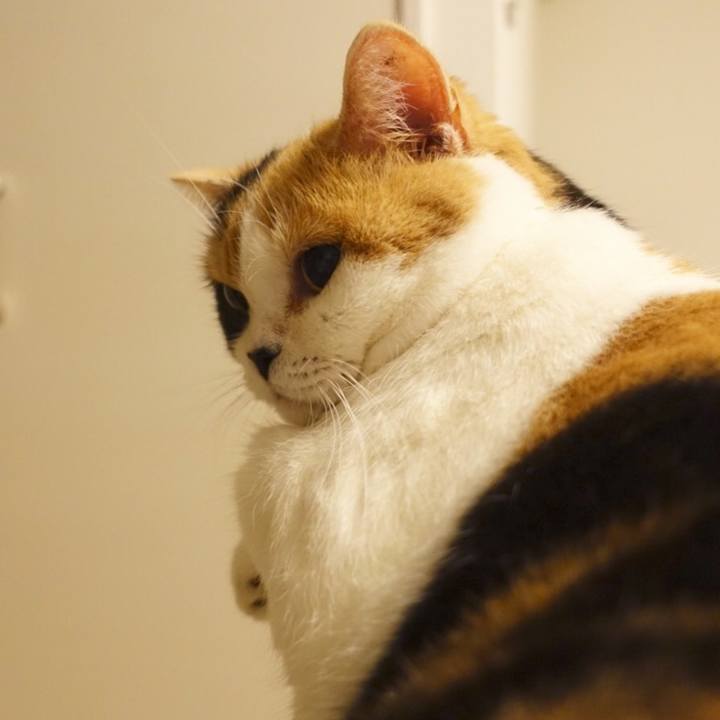 5c426597 8f60 4ce8 b4cd d7aeb3107ee7