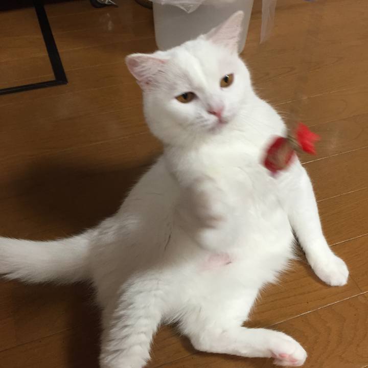 5c488e4c 2f74 4417 bc74 1dbd8de34c91