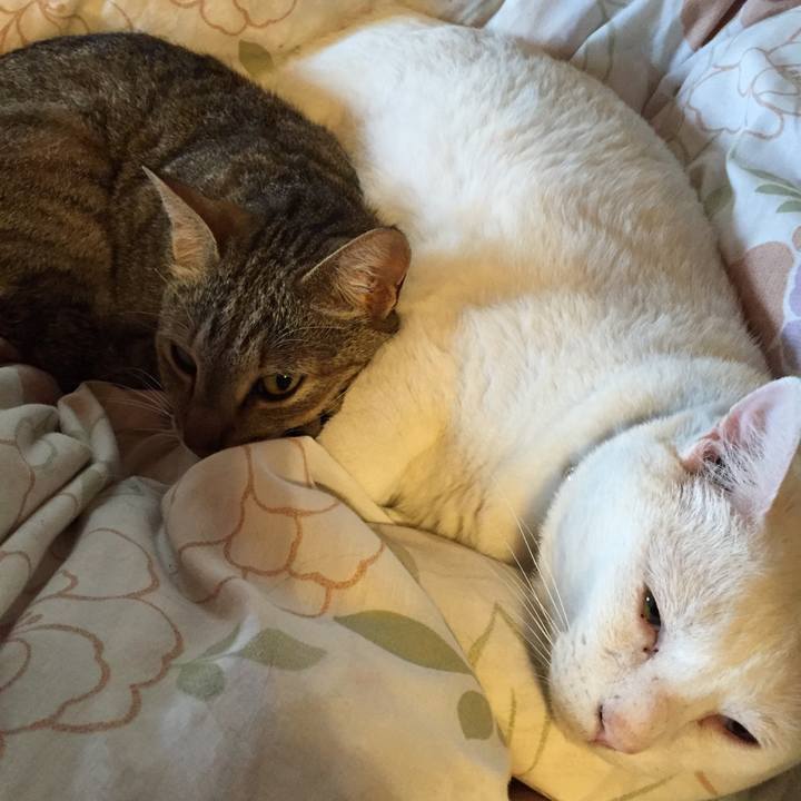 5c4947b4 dd75 46b4 a92e ab830a8ad560