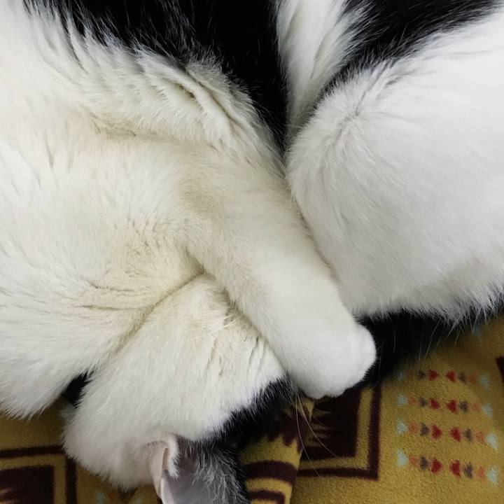 5c4ab43a 6d6c 4a35 a432 218ecf82ba12