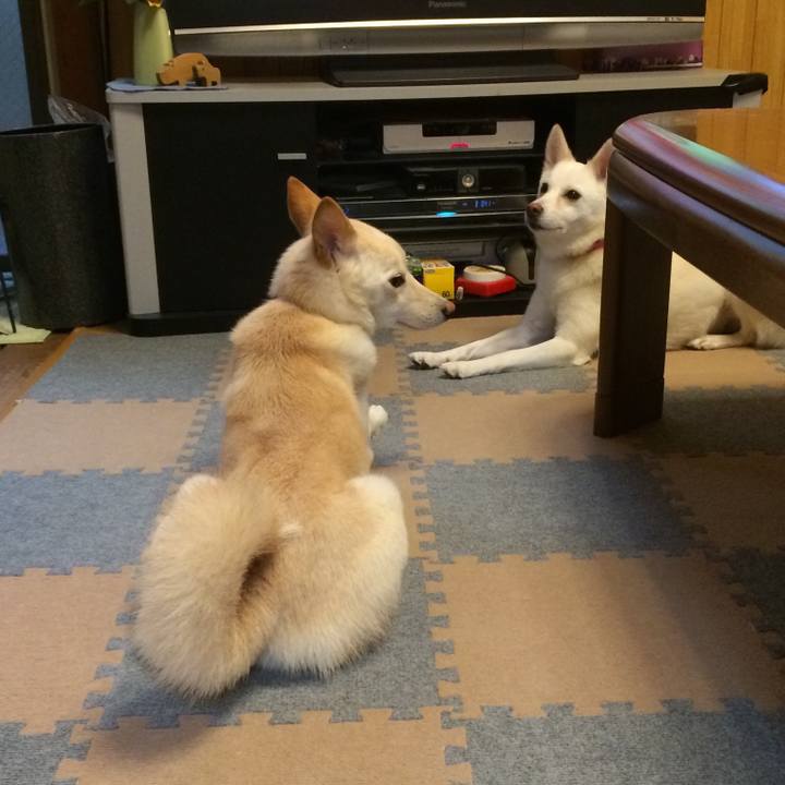 5c55ded8 a747 47d4 b8d0 54b59417d2fa