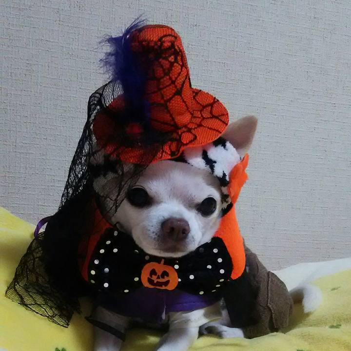 5c61f027 66a5 4908 a7dc 3fa79fea202d