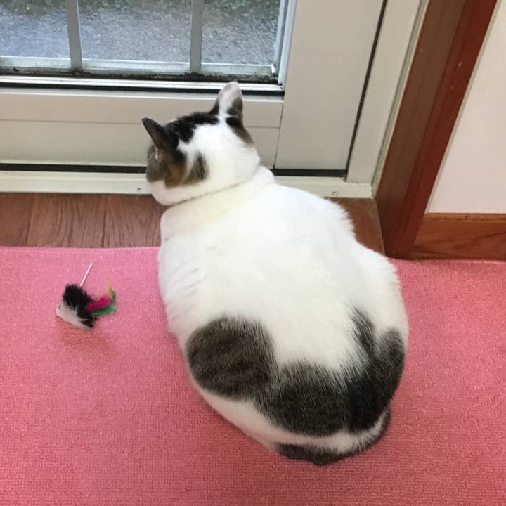 5c623d55 fc2c 4745 b360 9ac04fb622f4