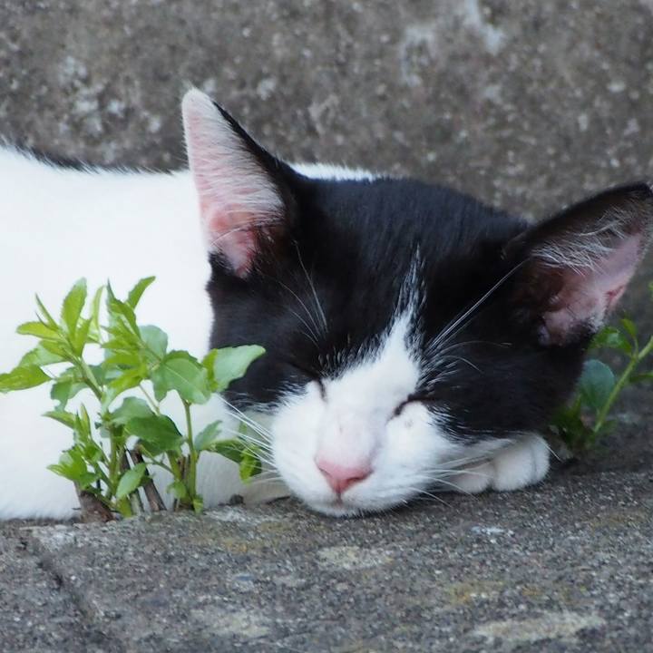 5c62ed9c c20a 4670 9acc bd213961aa22