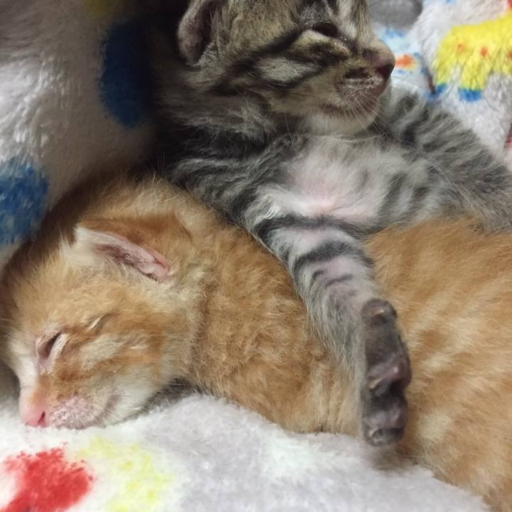 5c737fe0 efcd 4ec3 a5f6 d33f71c456d3