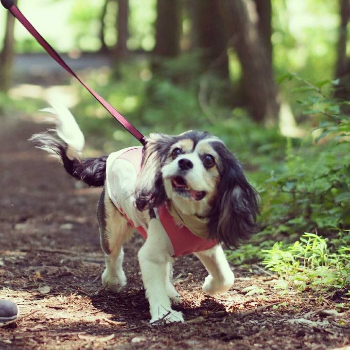 5c81ced5 ccd8 4ebb ac66 c85bbed6c822