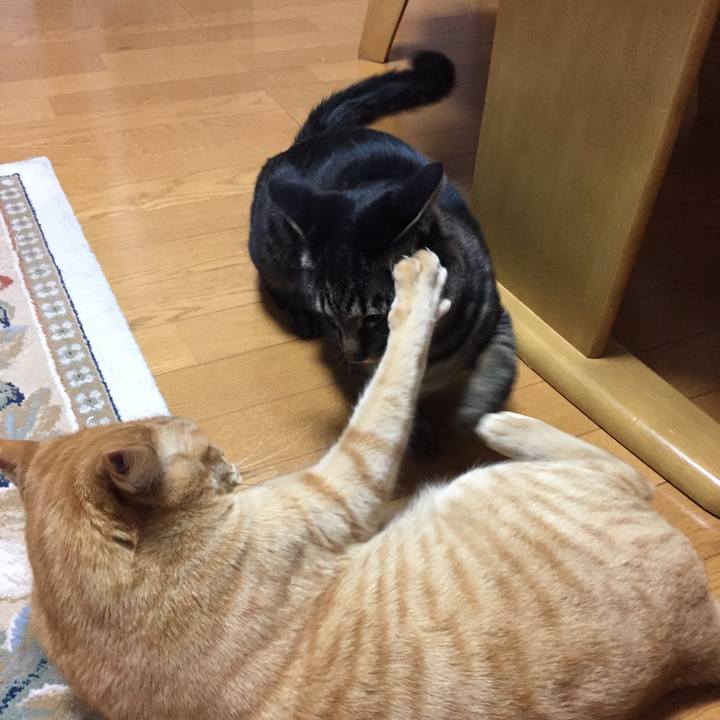 5c86333d 108b 49f0 bd50 fe3ab68bc1d2