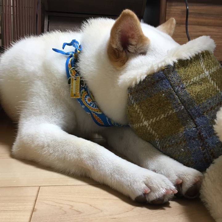 5c898144 e93f 4033 a6dc 0645681f1894