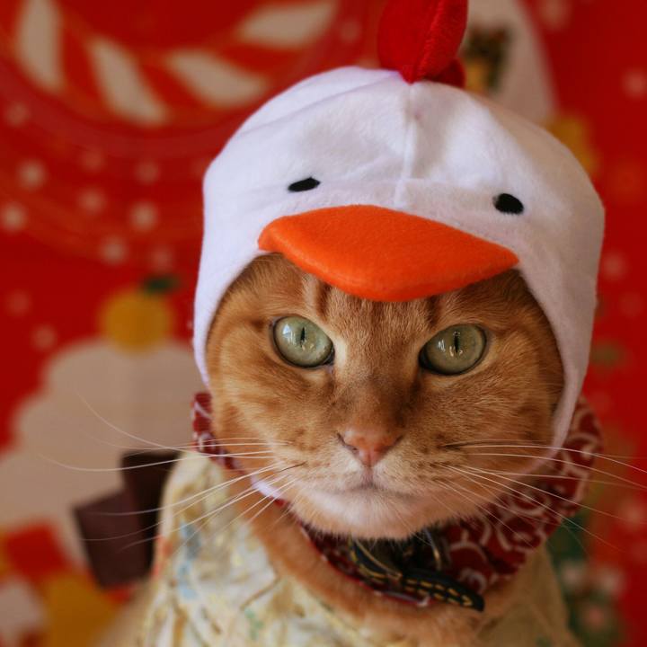 5c8e99cb a9d4 4266 8714 e25a04f1f665