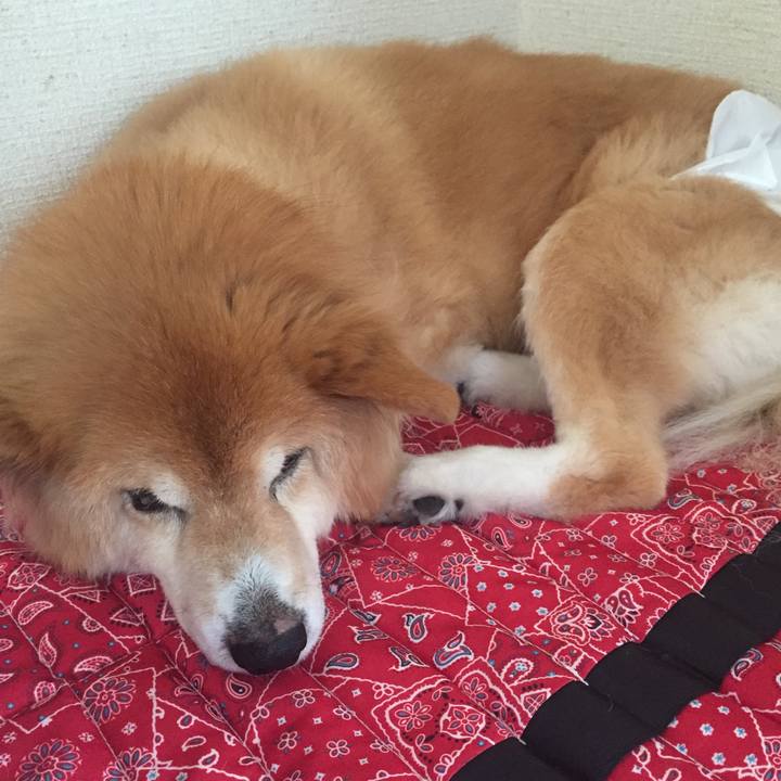 5c9886e0 799f 4c92 adaa 654a00564727