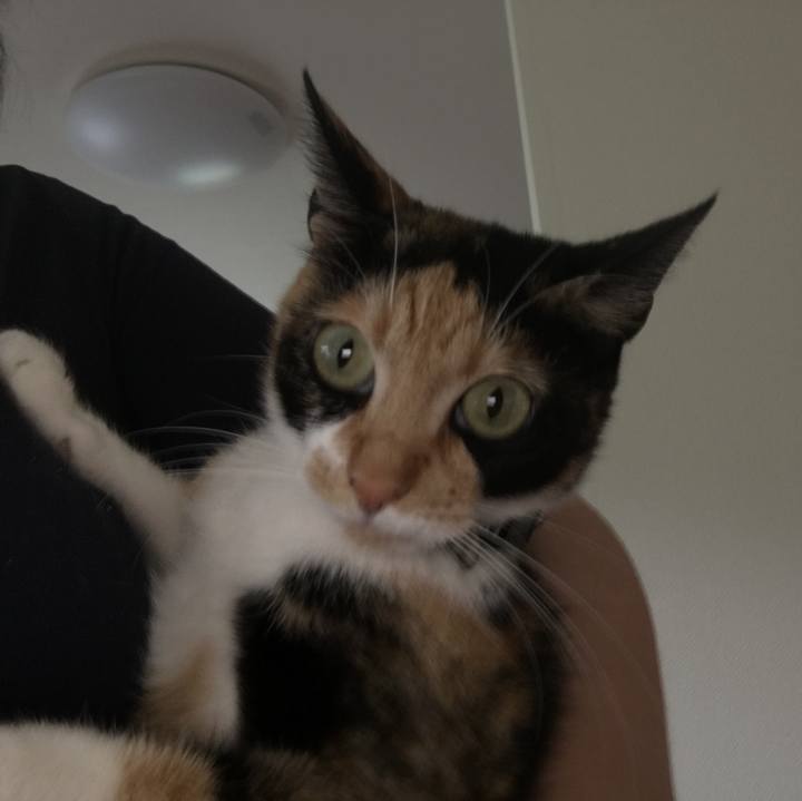 5ca2344e d963 4f0a a30e 13093099be90