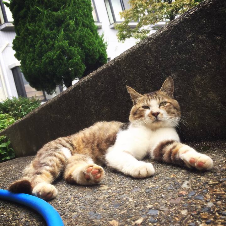 5ca86734 45ac 4411 a5e2 1e0645805757