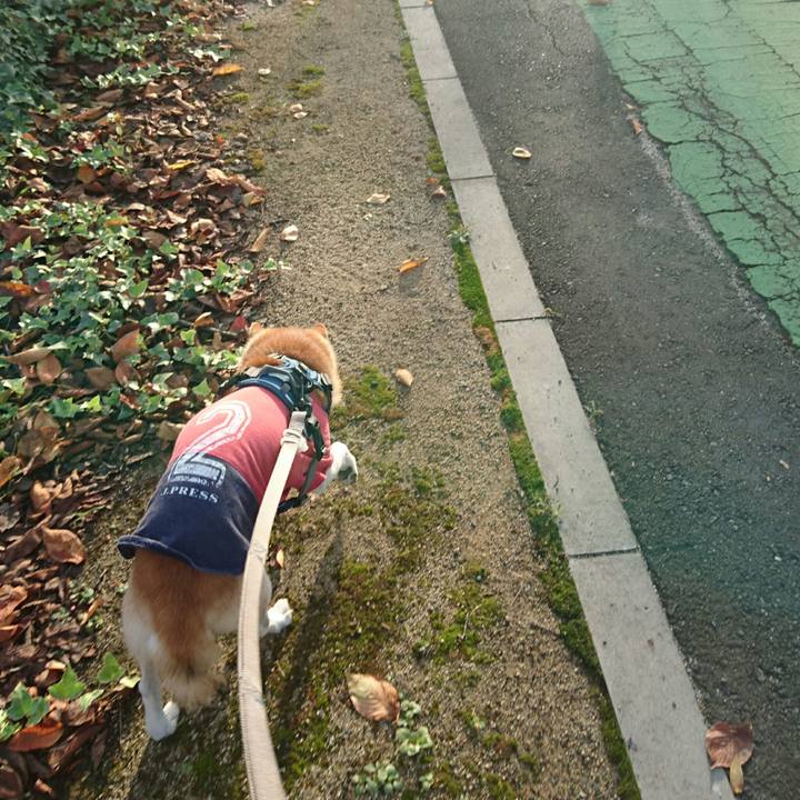 5ca88fde 15fe 4c95 b7e5 bfba9ad3b8dc