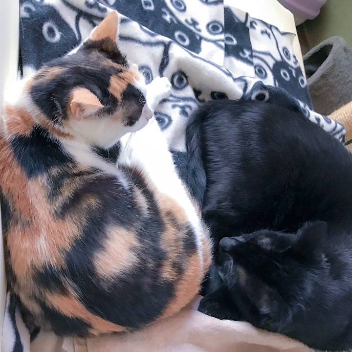 5ca9303b 1c74 4737 aded a0f268a91acb