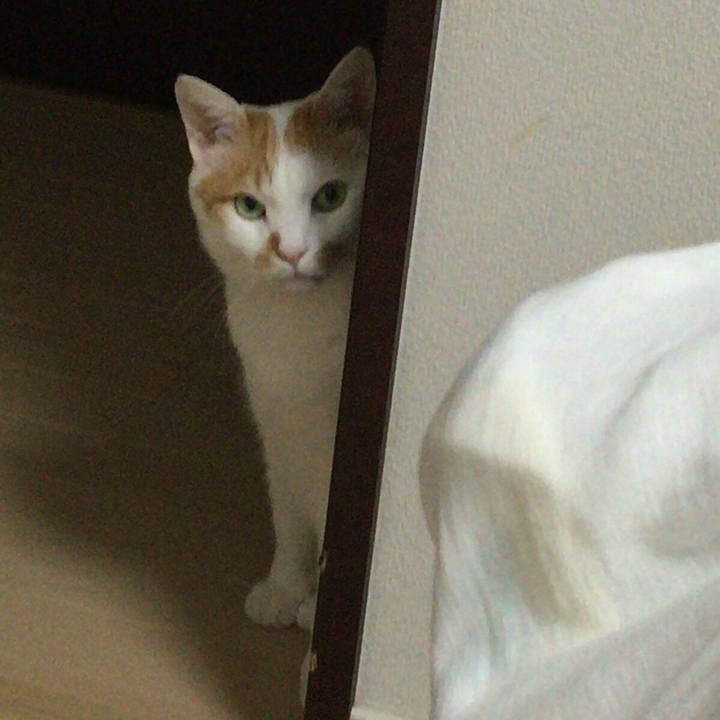 5cb44223 8394 4821 8201 f22b976ce732