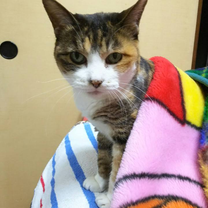 5cc215dc 3f74 4e7b a556 d990d4937ee9