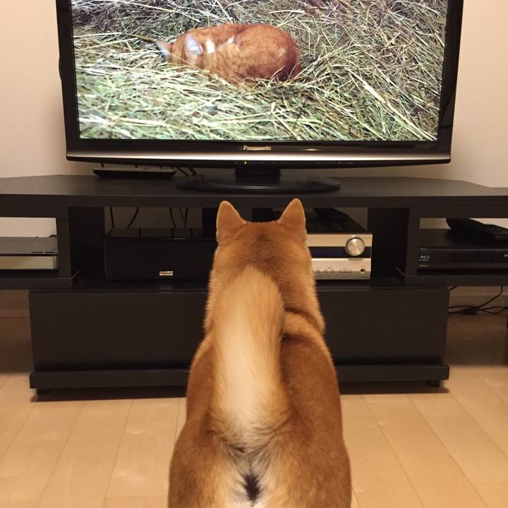 5cc219d2 0946 4dae b391 2828dbfa1f84