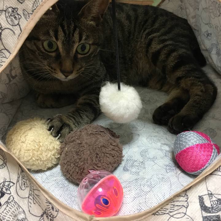 5cc8c2db 69af 45d1 adb7 f82d4678bebf