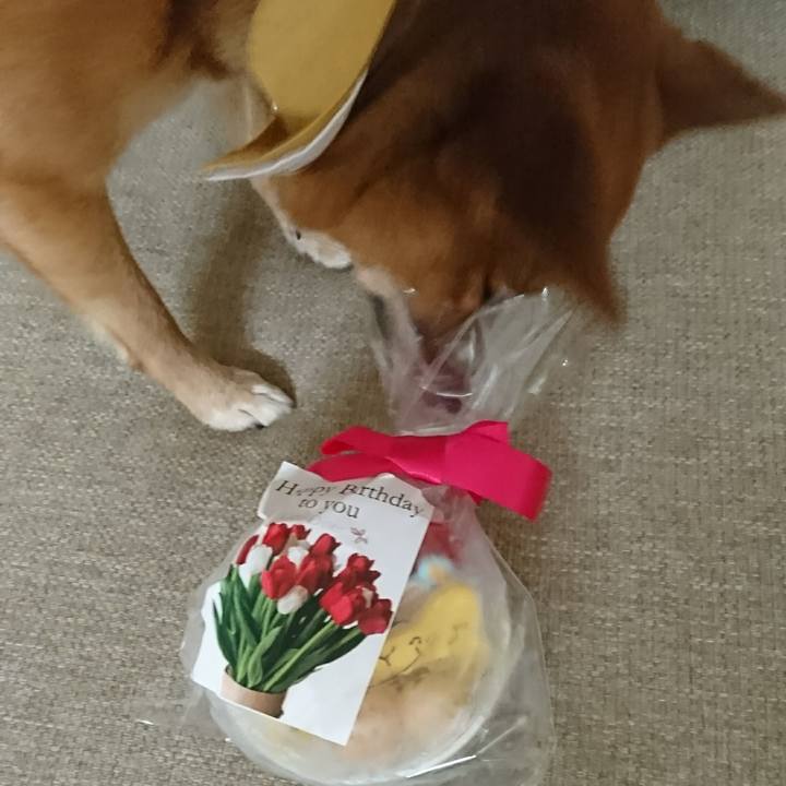 5ccd36e4 ef18 4fca 894e 08a82d39a4d6