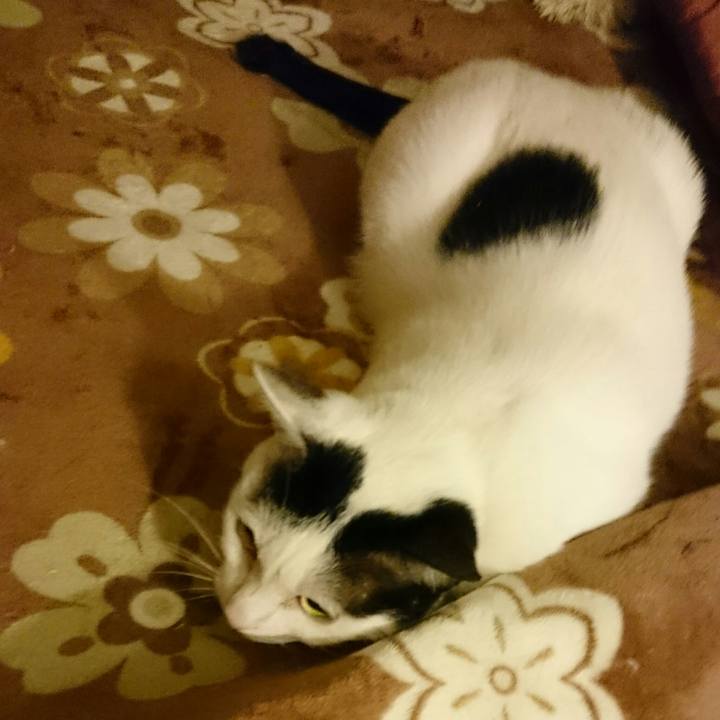 5cceab93 5962 4f97 8576 a00e022435c6