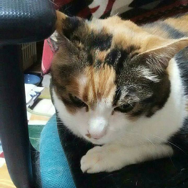 5cd4a809 b16b 4dd2 828a 17dc63efe902