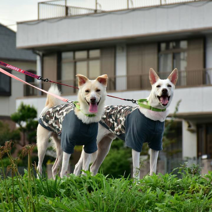 5cd55e02 7b5c 49fa 8372 a9357fe7f58d