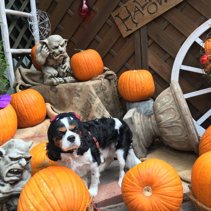 5cd6e7e5 4023 4503 aa8c 83f2de07197f