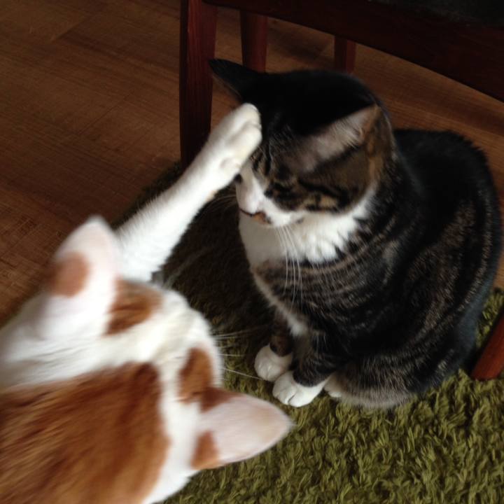 5ce311eb 7adc 46cb b2df e58c40b1d724