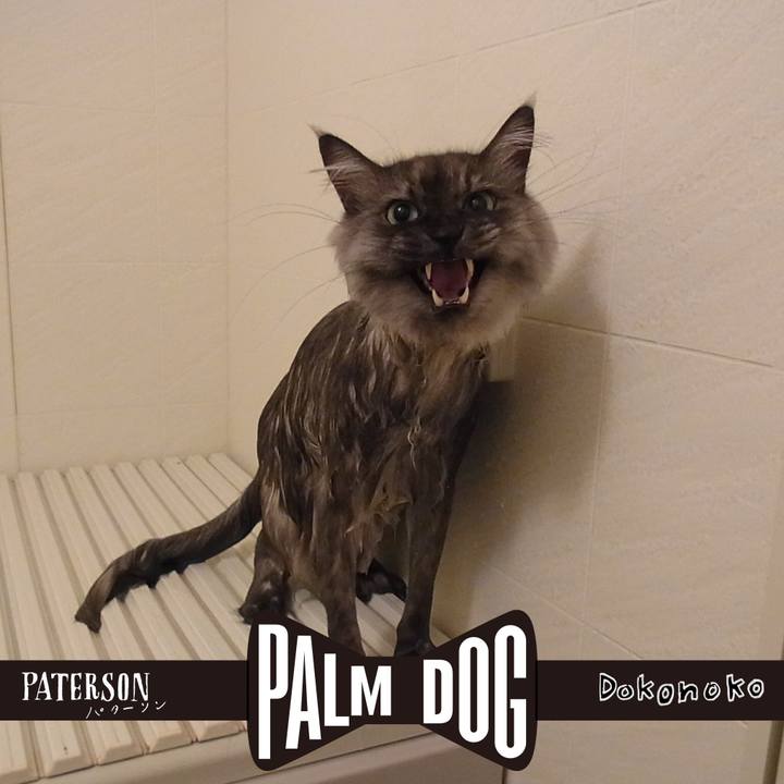 5ce3d3e8 cd8b 4333 9e15 a2db03c0acd4