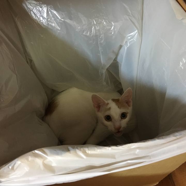 5ce720f8 64d3 4d91 8cb9 59e205ec632b